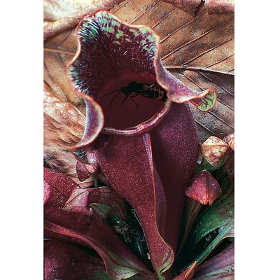 Carnivorous Plant Terrarium | Carolina Biological Supply