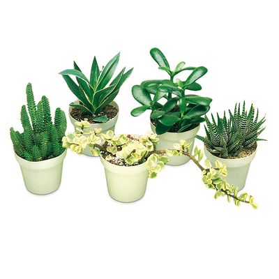 Succulent Plant Living