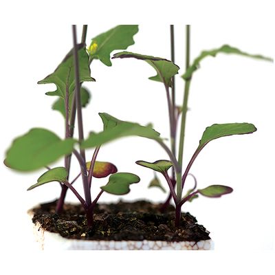 Brassica Rapa Wisconsin Fast Plants Hairy Purple Stem Seed Pack Of 50 3