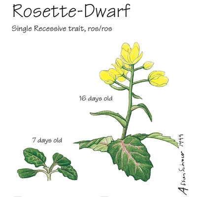 Brassica Rapa Wisconsin Fast Plants Rosette Dwarf Seed Pack Of 50 1