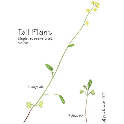 Brassica Rapa Wisconsin Fast Plants Tall Plant Seed Pack Of 200 1