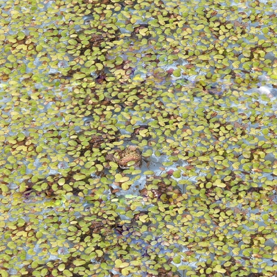 Duckweed Living Unit Of 100 150