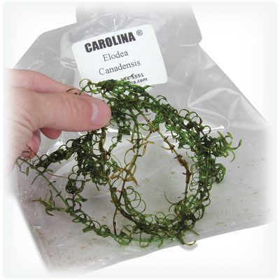 Elodea Canadensis Living Pack Of 12