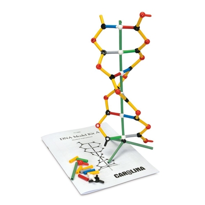 Dna Model Kit A 1