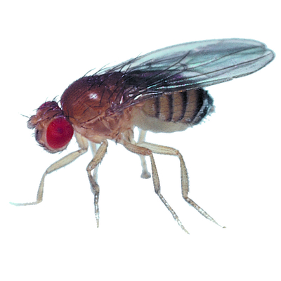 Drosophila Living Wild Type