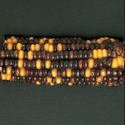 Corn Segregating Ear R Color Alleles 3 1