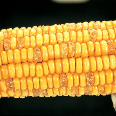 Corn Segregating Ear Su Endosperm Alleles 3 1