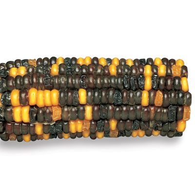 Corn Segregating Ear R And Su Alleles 9 3 3 1