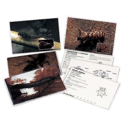 Lamotte Macroinvertebrate Identification Card Set