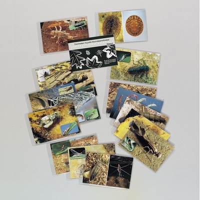 Lamotte Aquatic Macroinvertebrate Life Cycle And Habitat Flash Card Set