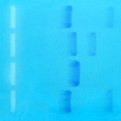 Exploring Electrophoresis And Forensics Demo Kit 4