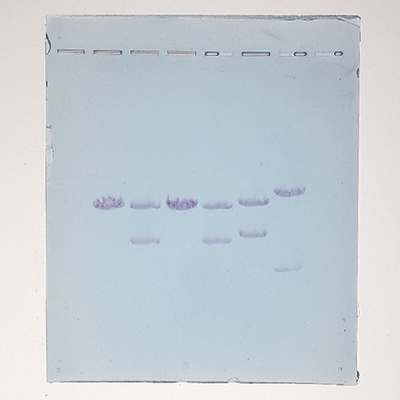 Bulk Evidence 1 Dna For Pcr Forensics Simulation Kit Per Ml