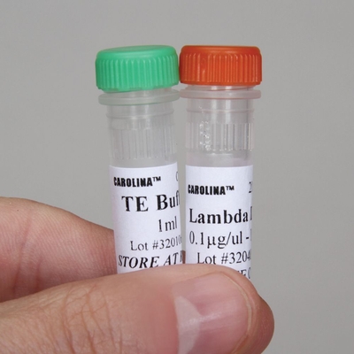 Lambda Dna 10 Ug 100 Ul 01 Ugul