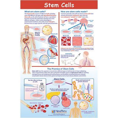 Stem Cells Poster