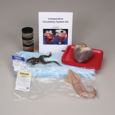 Comparative Circulatory System 8 Station Kit