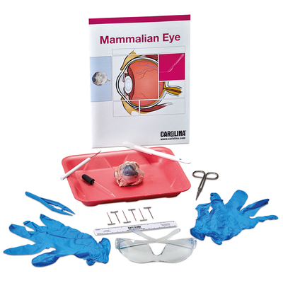 Eye Dissection Student Kit