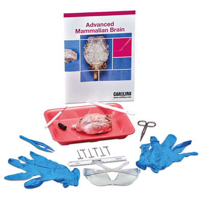 Advanced Brain Dissection Student Kit