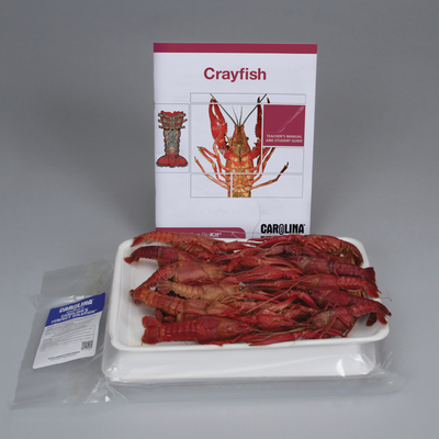 Crayfish Dissection Biokit