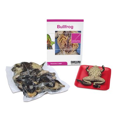 Bullfrog Dissection Biokit 1