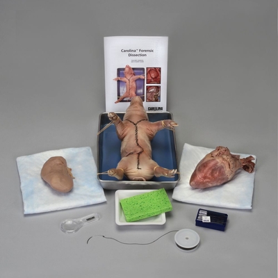 Forensic Dissection Kit For One Student Group 1