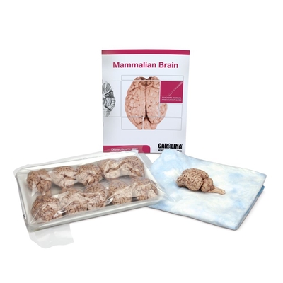 Mammalian Brain Dissection Biokit