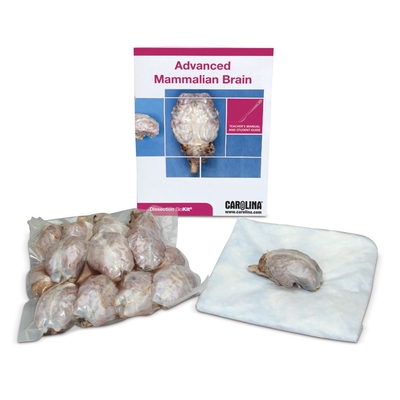 Advanced Mammalian Brain Dissection BioKit