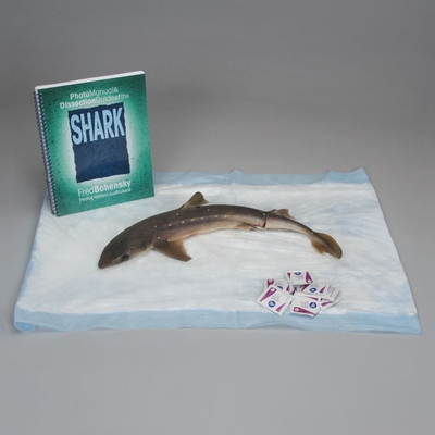 Shark Anatomy Kit 1