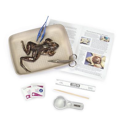 Young Scientists Frog Dissection Kit 1