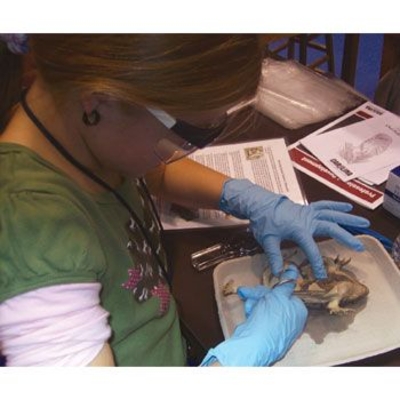thumbnail image 2 of S Young Scientist Earthworm Dissection Kit 2 of 12
