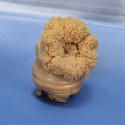 Preserved Sea Anemone Metridium Large Base 2 1