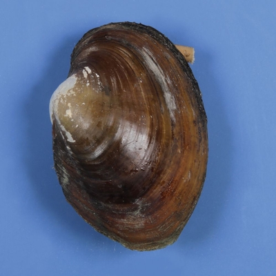 Preserved Freshwater Mussel 3 1