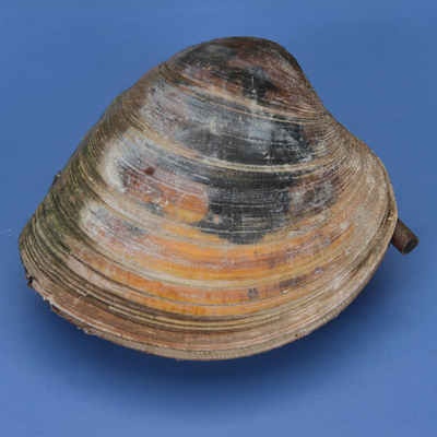 Preserved Quahog 1