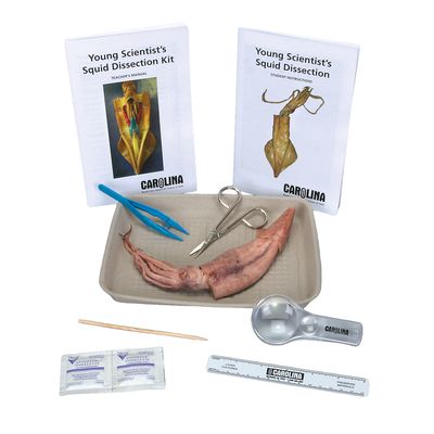 Young Scientists Squid Dissection Kit