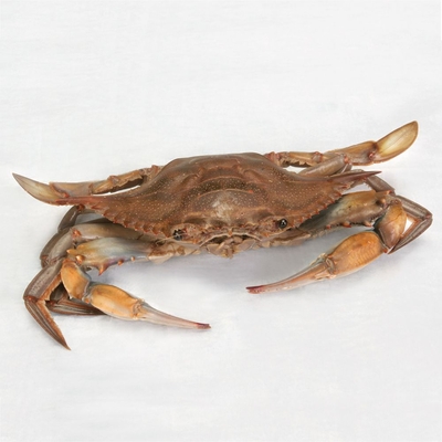 Formalin Blue Crab Plain