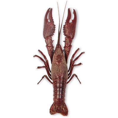 Perfect Solution Crayfish 4 Inch Plus Plain Pail Of 10 1