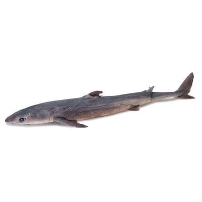 Formalin Dogfish Shark 27 Plain Pail