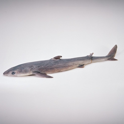 Preserved Shark Head Plain Pail Large