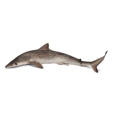 Formalin Atlantic Sharpnose Shark 27 Plain 1 Per Bag