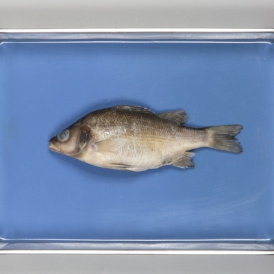 Formalin Perch 7 9 Plain Pail