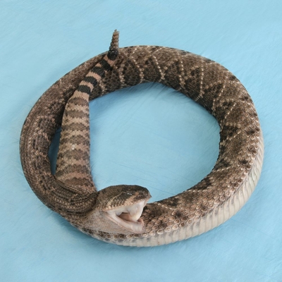 Preserved Rattlesnake Crotalus