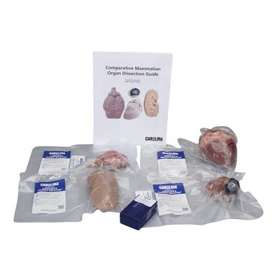 Comparative Mammalian Organ Dissection Kit 1