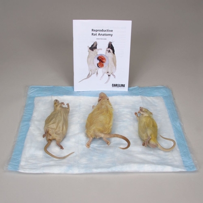 Reproductive Rat Anatomy 1 Station Kit