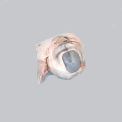 Formalin Sheep Eye Plain 1 Per Bag