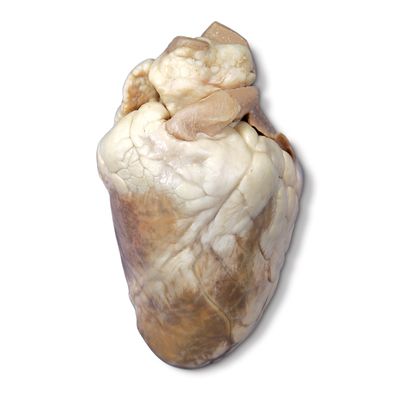 Formalin Sheep Heart Plain Pail