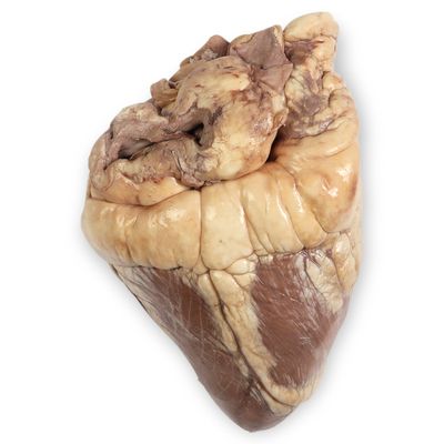 Perfect Solution Sheep Heart Plain Bulk Bag