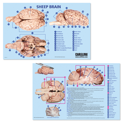 Brain Dissection Mat