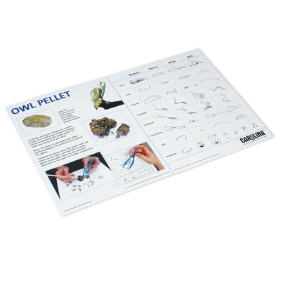 Owl Pellet Dissection Mat 1