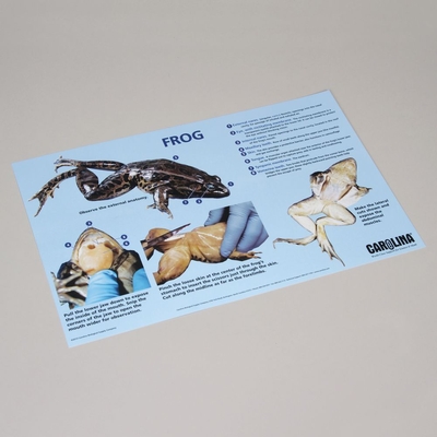 Frog Dissection Mat 1