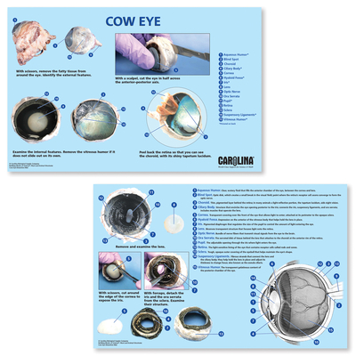 Eye Dissection Mat