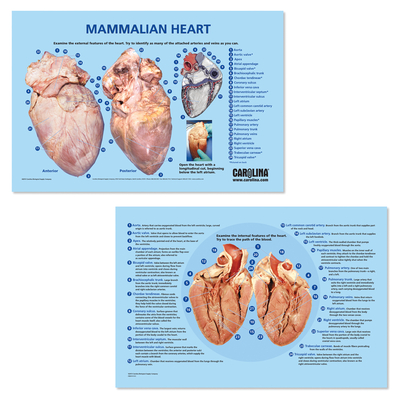 Heart Dissection Mat